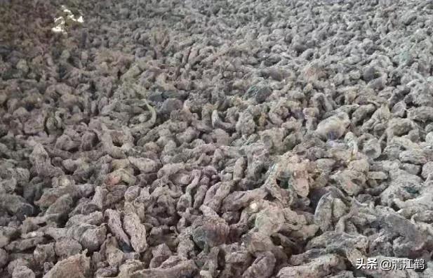 药材种植致富项目(农村赚钱项目多，承包地里种药材，年收入可观)