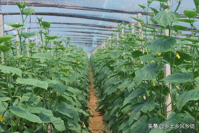 种植什么最赚钱收益快(种植这几类农作物亩收入在万元以上，最后2种亩收入可达3万元)