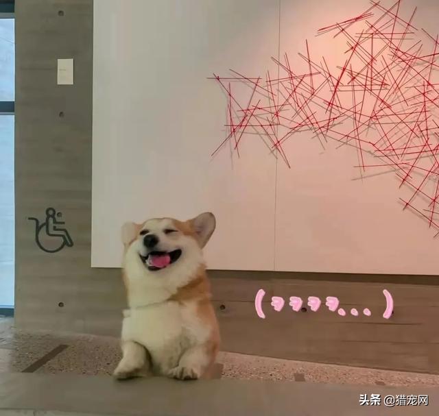 开宠物店流程介绍视频(如何从零开始开好宠物店，新手小白必看)