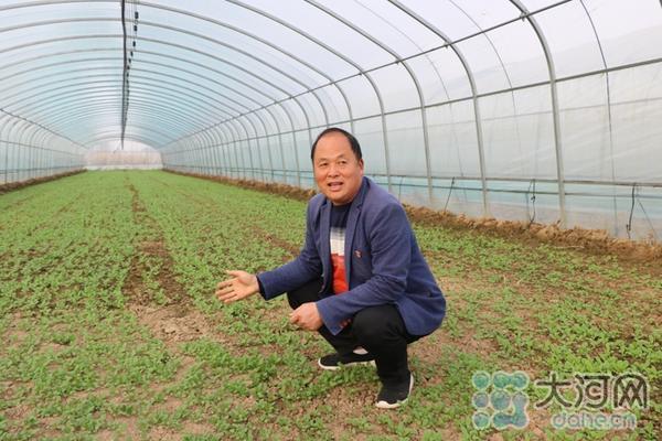 河南现在可以种什么菜最合适(鲁山县韩庄村：建起蔬菜大棚“招来”豫东菜农)