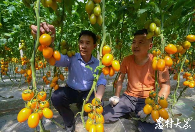 2016年在农村种植什么比较赚钱(村里的西红柿越种越小，村民收入却越来越高)
