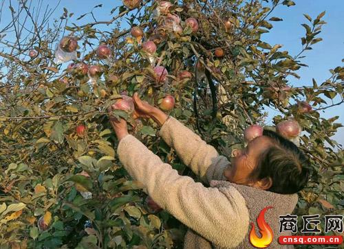 李堂是哪里(睢阳区娄店乡孙李堂村：做大苹果产业 助力乡村振兴)