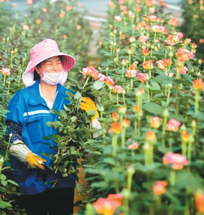 在网上赚钱快(鲜花网上卖 农民挣钱快)