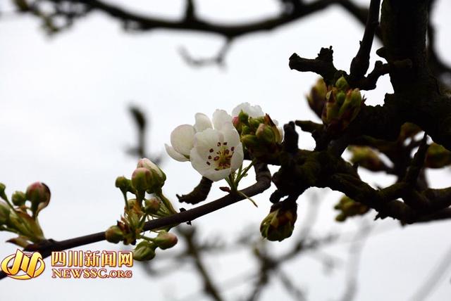 罗江春花秋月地址:罗江梨花节开幕 万亩梨花邀客赏田园风光(组图)