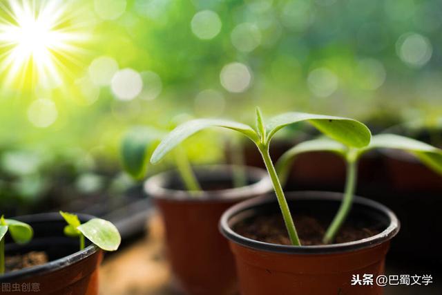 细细的春雨(散文：趁着春雨好种花)