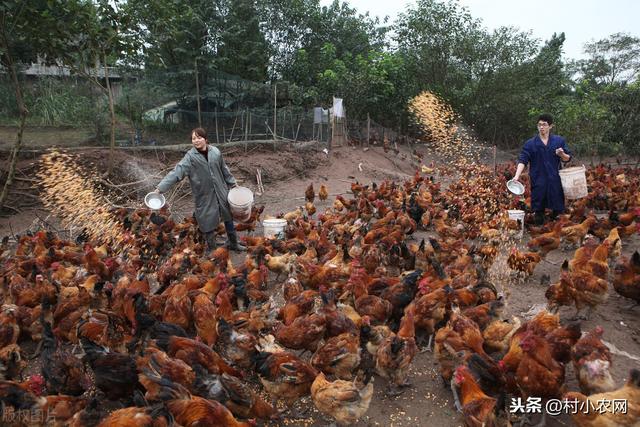 养殖好项目(农村养啥销路好又赚钱？这6个养殖项目，想农村创业的可以试试)