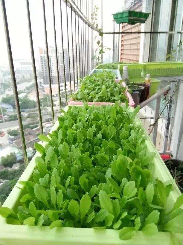 现在适合种什么蔬菜合适(8种“大叶菜”，立春“赶紧种”阳台上，20天就采摘)