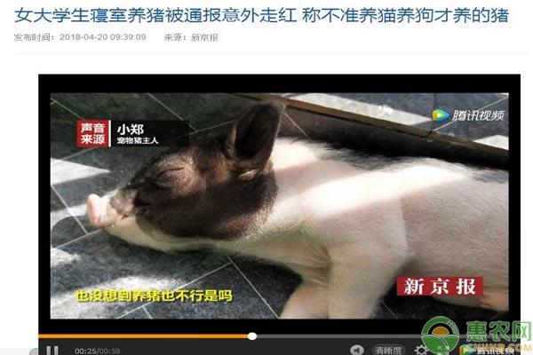 香猪养殖前景如何(女大学生把猪当宠物？小香猪成养猪新商机！（附养殖技术及补贴）)
