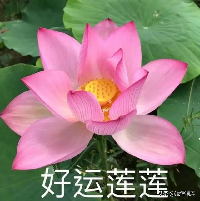律师头像男卡通(做律师以后，你失去「头像自由」了吗？)