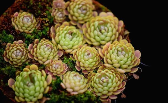 防蚊虫的植物(5种“厉害花”，驱蚊一级棒，清香解暑气，夏天养十盆也不多)