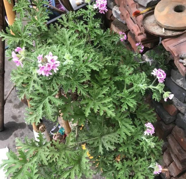 防蚊虫植物(怕蚊虫就养这7种花，蚊子不敢靠近，还能爬满一院子)