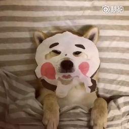 一叶子护肤品怎么样有激素吗安全(御泥坊小迷糊和百雀羚小雀幸，哪个面膜更好一点？都有激素？)