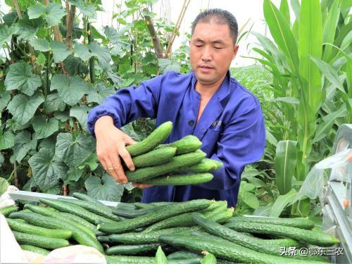 商品滞销是什么意思(农民不管什么时候种植的蔬菜总是滞销，这究竟是什么原因造成的？)