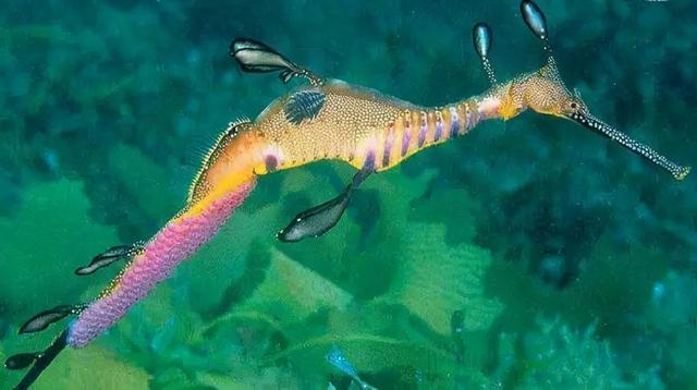 公海獭(公鼠生子，和你想象中的情节一样吗？)