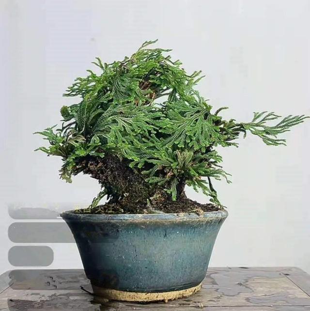 有什么好养的植物(10种“养不死”的花，绿萝只能排最后一名，养死3种以上的举手)