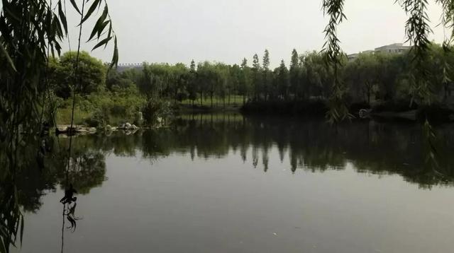 优秀软文范例100字关于学校的(细品人生｜校园的美，是摄不尽也赞不绝的)