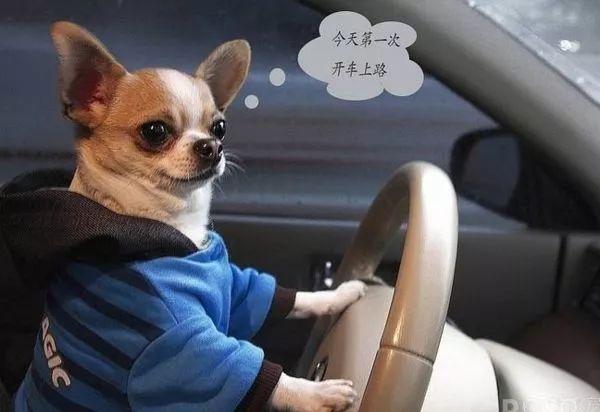 车牌网站库(车牌选号攻略来了，建议收藏！)