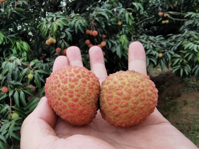 荔枝干批发量最大市场(博罗“荔枝王”上市，搭上电商快车畅销全国高端市场)