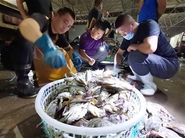 青岛海鲜批发市场(“蟹逅”青岛“C位”上桌！探访城阳水产品批发市场：每天30万斤螃蟹进青 一日之计在于“抢”)