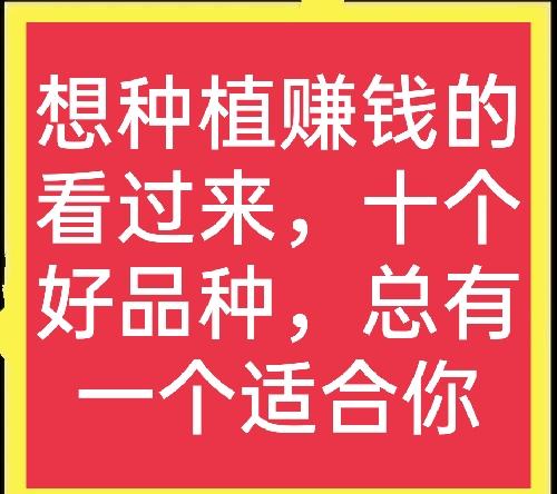种植什么最赚钱收益快(十个高收益种植项目，想赚钱的别错过，建议收藏)