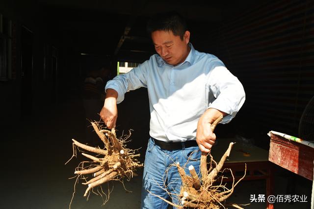 种药材哪样又快又赚钱(2021年种植哪种中药材能赚钱？)