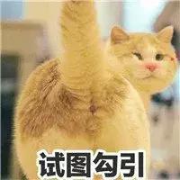 阿玛尼官网口红定制(阿玛尼又出圣诞限定口红！这次我居然完全无法抵抗……)