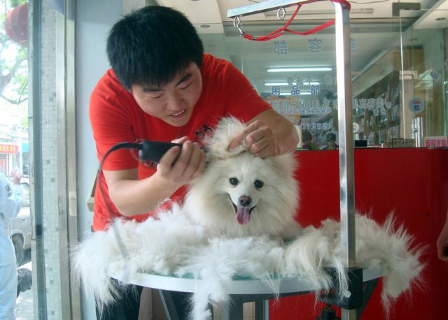 宠物店一年利润怎么样 知乎(广州一家宠物店利用“免费领养”来赚钱，一年盈利200万，真牛啊)
