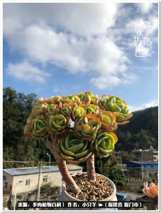 瑞美莱鱼子酱洗发水代理(二月如诗，如沐春熹，春暖花开，奔你而来)