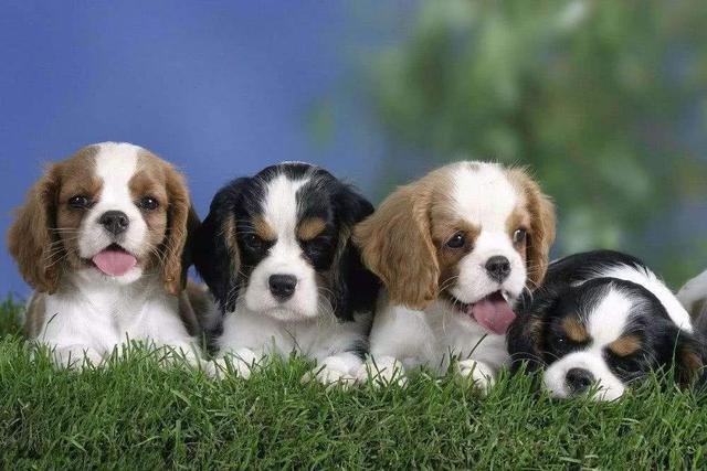 有什么好养的小宠物(泰迪犬早该失宠了，今年流行养这6种狗，好养又不贵)
