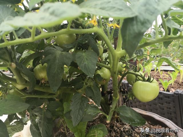 劳务发票个人所得税如何缴纳(个人劳务报酬与经营所得的识别分析与涉税注意事项)