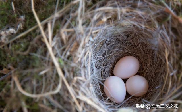 养一千对鸽子一年能赚多少钱(养殖类唯一可以食用的飞禽，市场前景如何？要看能否打造网红产品)