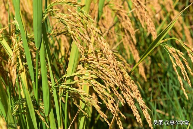农业种植补贴每亩多少钱(农村种植水稻补多少钱一亩？补给谁？附：2022年水稻种植补贴标准)