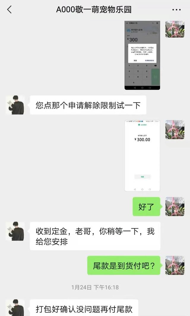 淘宝网宠物狗(揭露淘宝卖狗宠物店黑幕，请大家避坑)