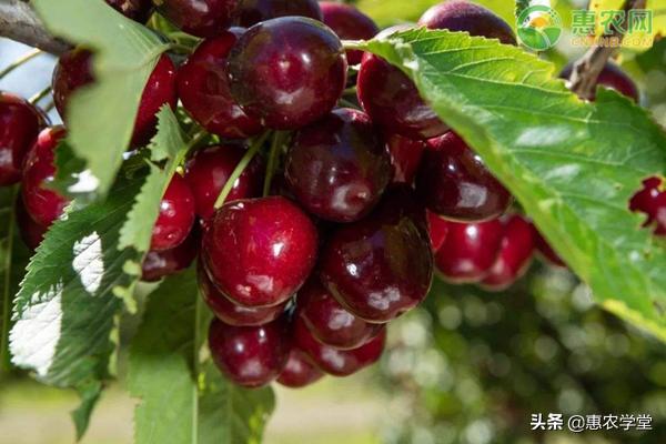 历史最低价查询(车厘子节后价格腰斩！跌破历史最低价的车厘子你会买吗？)