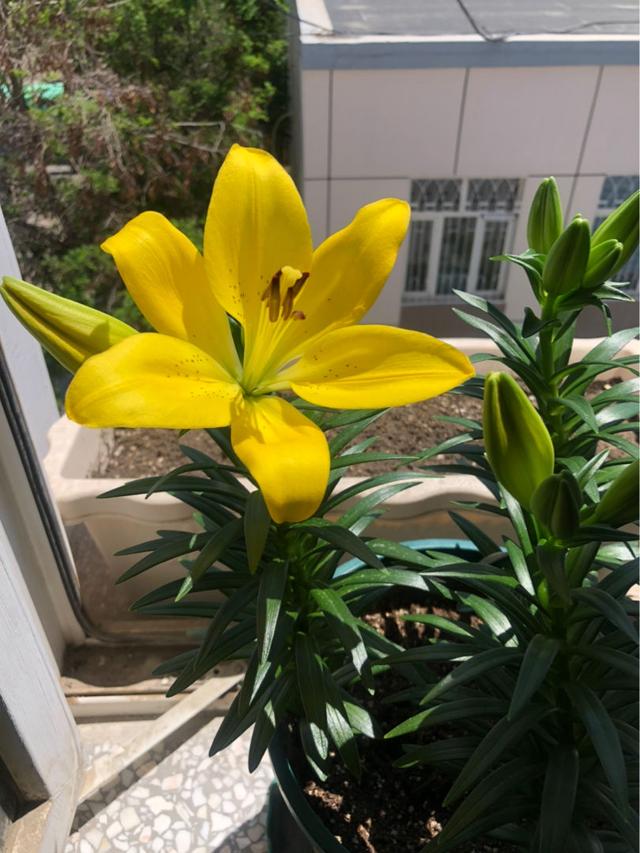 在家挣钱的项目(在家养2种花真赚钱，一年能生3麻袋小崽，拿去卖钱还能赚一笔)