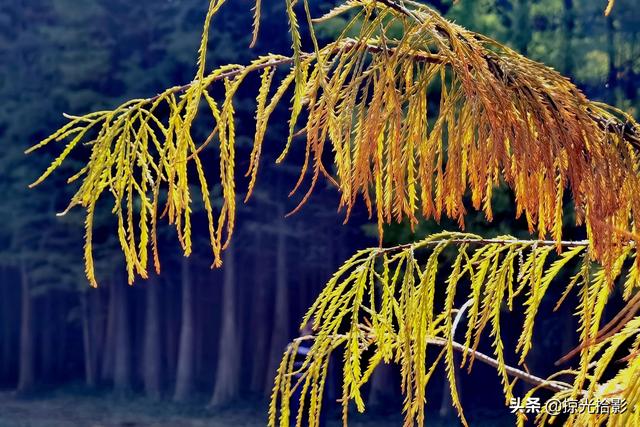 华为手机字体大小怎么调越秀中路到大夫山出行方案(冬日落羽杉，美得是那么飘逸)