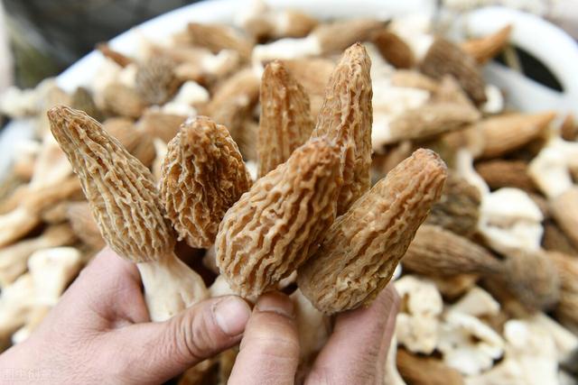农业致富网小投资项目(农业种植致富的项目有哪些？这六个项目的种植前景很可观)