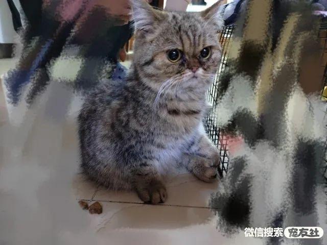 北京宠物医院领养(北京宠物领养！北京林萃桥附近无偿领养美短加菲，宠友社发布)