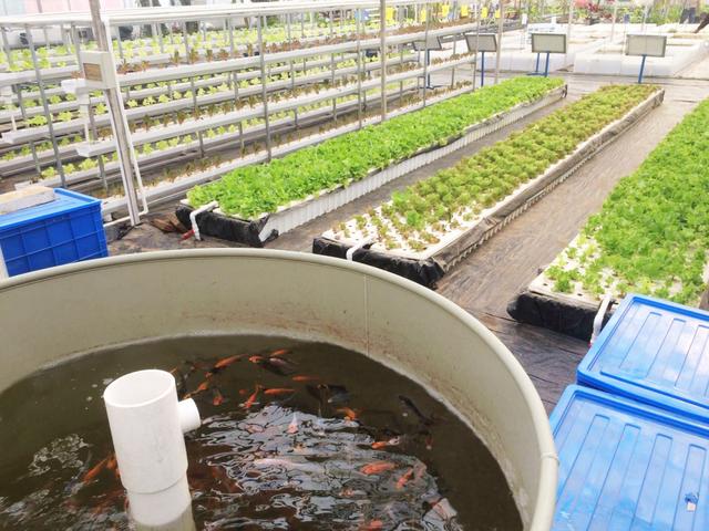 种植养殖项目实施方案(建设生态农场，多种模式供参考)