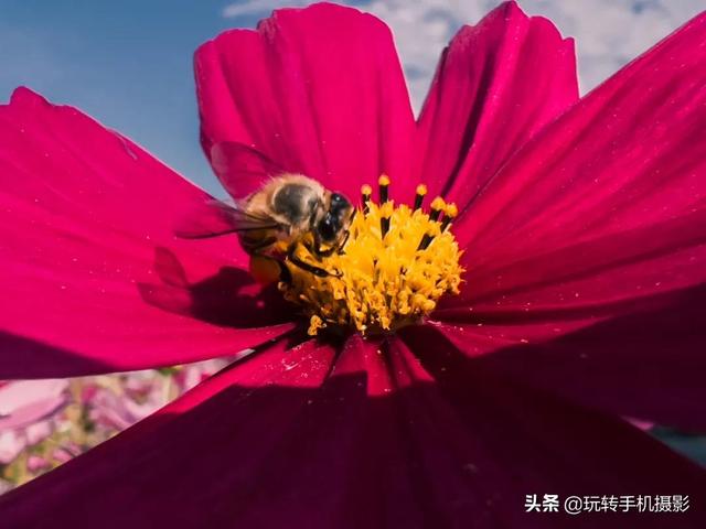 手机一键抠图保存透明图片(手机微距这样拍，才能有奶油般虚化)