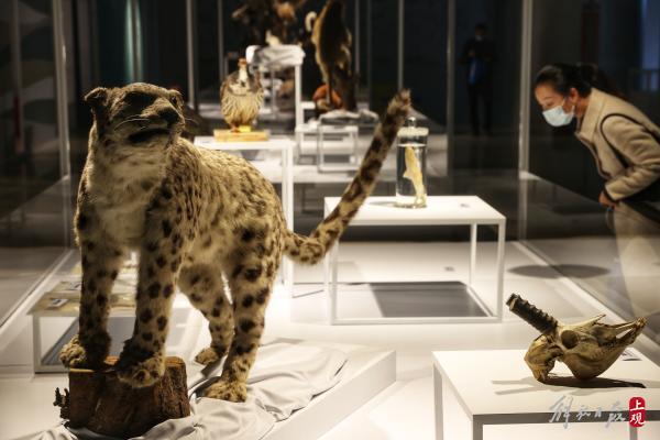 最大的淡水鱼是什么鱼(长江最大的鱼竟长7米！“大江行地”长江主题科普展开幕)