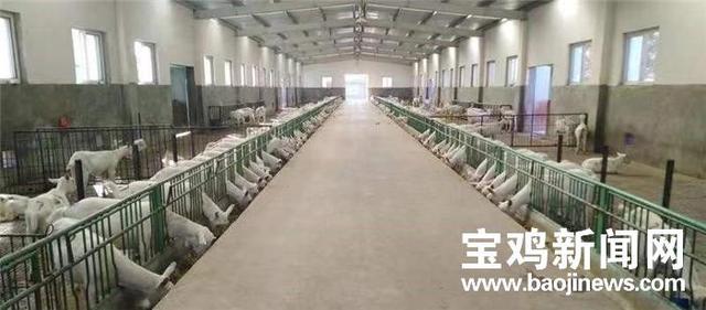 玉米秸秆加工项目(2022年宝鸡千阳启动20个项目 助推奶山羊产业高质量发展)
