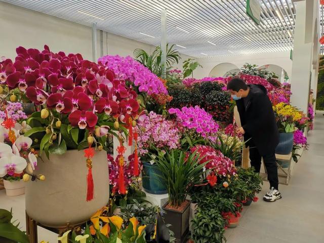 北京鲜花预定网(北京年宵花热销，市民可通过小程序“北京花卉”选购)