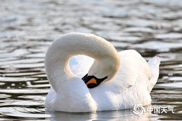 携创网营业执照年检入口下载(14℃！今天北京气温创今年来新高 周末新冷空气携大风来袭)