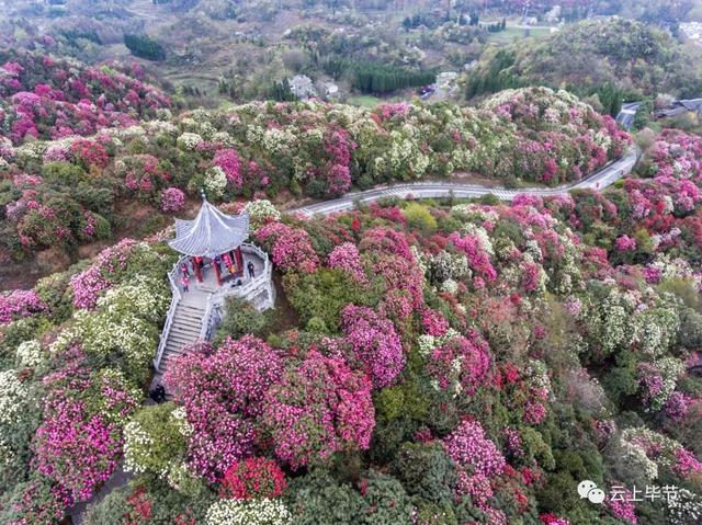 百里杜鹃团购门票(毕节百里杜鹃2022花季启动)