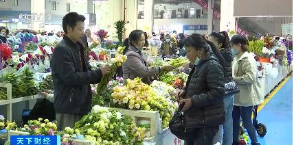昆明小盆栽批发(康乃馨价格翻番、玫瑰涨幅明显！云南昆明鲜切花价格普遍上涨)