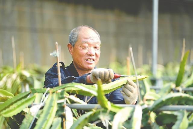 农业致富网下载(阜城县调整农业产业结构 开辟致富新路)