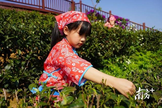 线上活动(这场跨越200公里的线上研学活动，带你看那茶园春色)
