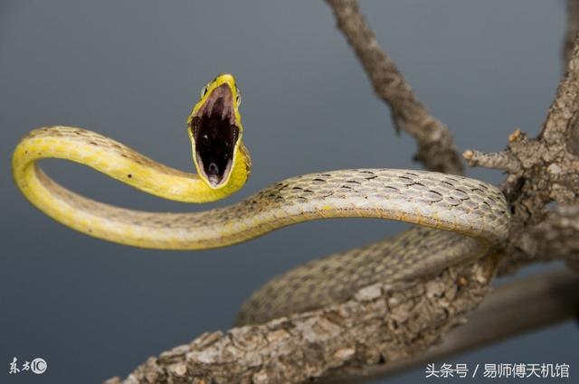 属蛇的今年运程如何(生肖属蛇的朋友，推荐阅读：属蛇人2018年总体运势及运程)