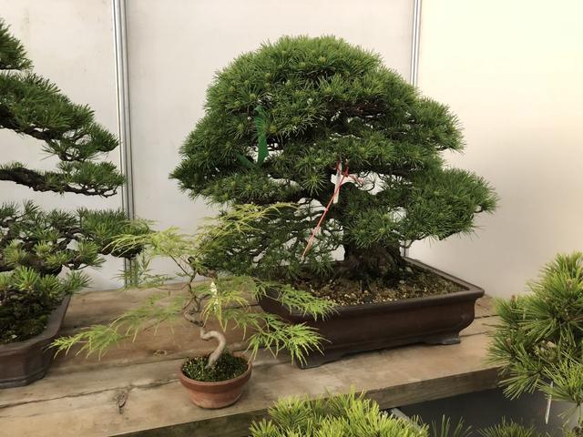 工艺品有哪些种类(养花新手玩盆景？这5种再合适不过了，个个养成艺术品)
